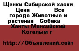 Щенки Сибирской хаски › Цена ­ 18 000 - Все города Животные и растения » Собаки   . Ханты-Мансийский,Когалым г.